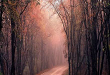 德甲-凯恩点射双响萨内建功 拜仁3-0不来梅9分领跑.